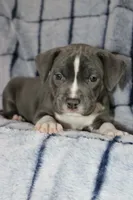 Sub Zero- ABKC, a male American Bully for sale in Durham, NC – Photo 4 of 8