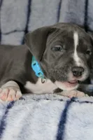 Sub Zero- ABKC, a male American Bully for sale in Durham, NC – Photo 2 of 8