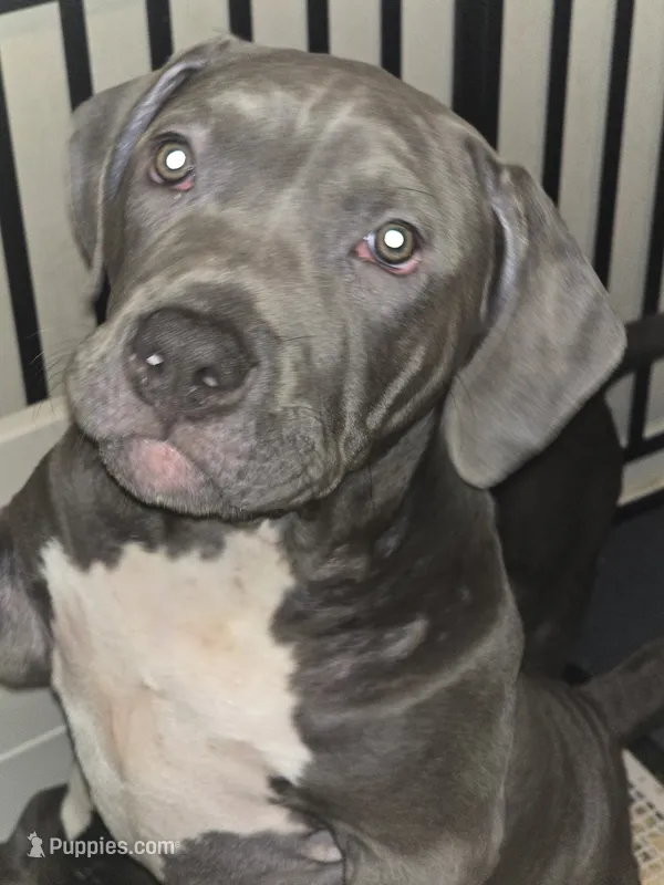 Skarlet- ABKC – American Bully puppy for sale in Durham, NC