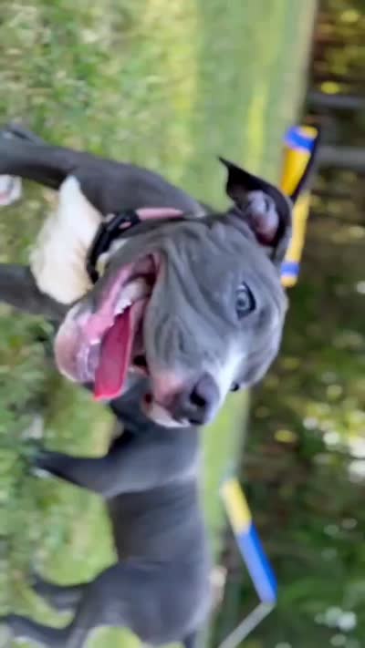Mileena- ABKC, a female American Bully for sale in Durham, NC – 7 of 9