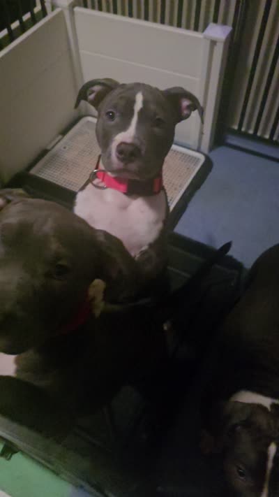 Li Mei- ABKC, a female American Bully for sale in Durham, NC – 8 of 8