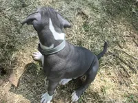 Liu Kang- ABKC, a male American Bully for sale in Durham, NC – 3 of 10