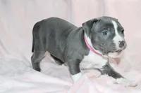 Li Mei- ABKC, a female American Bully for sale in Durham, NC – Photo 2 of 10