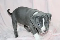 Li Mei- ABKC, a female American Bully for sale in Durham, NC – Photo 7 of 10