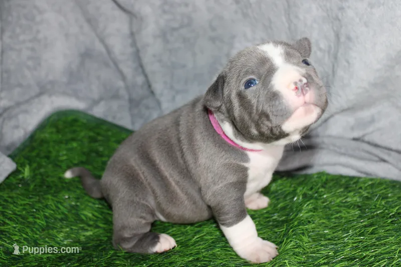 Li Mei – American Bully puppy for sale in Durham, NC