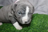 Li Mei, a female American Bully for sale in Durham, NC – Photo 4 of 6