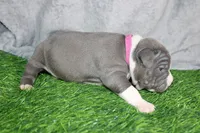 Li Mei, a female American Bully for sale in Durham, NC – Photo 2 of 6