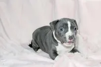 Li Mei- ABKC, a female American Bully for sale in Durham, NC – Photo 4 of 10