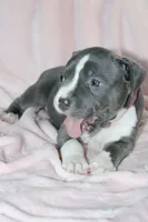 Li Mei- ABKC, a female American Bully for sale in Durham, NC – Photo 1 of 10