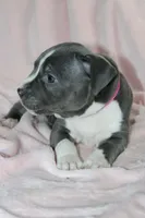 Li Mei- ABKC, a female American Bully for sale in Durham, NC – Photo 9 of 10