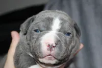 Li Mei, a female American Bully for sale in Durham, NC – Photo 5 of 6