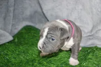 Li Mei, a female American Bully for sale in Durham, NC – Photo 3 of 6