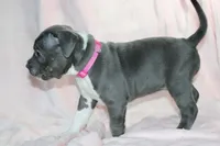 Li Mei- ABKC, a female American Bully for sale in Durham, NC – Photo 8 of 10