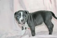 Li Mei- ABKC, a female American Bully for sale in Durham, NC – Photo 3 of 10