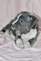 Li Mei- ABKC, a female American Bully for sale in Durham, NC – Photo 6 of 10