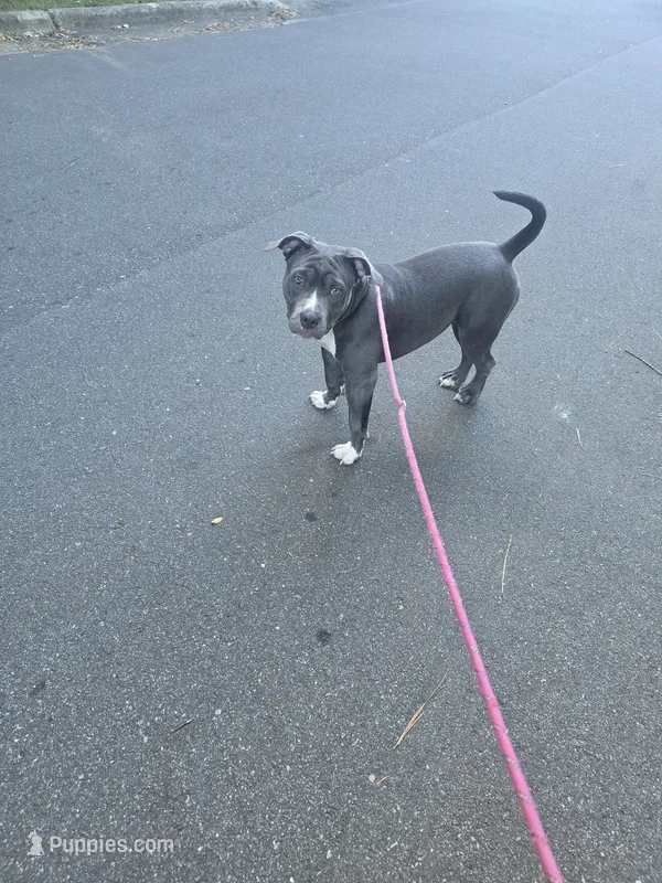 Mileena- ABKC – American Bully puppy for sale in Durham, NC