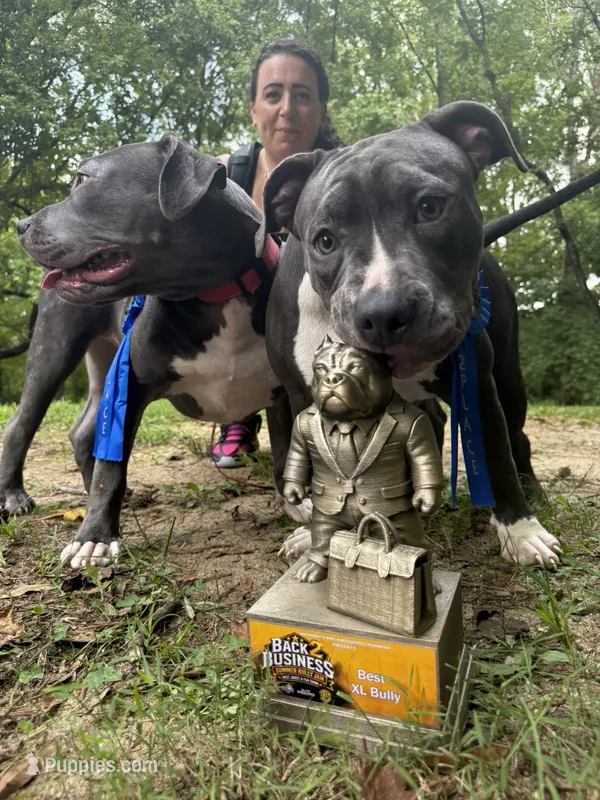 Mileena- ABKC – American Bully puppy for sale in Durham, NC