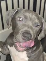 Skarlet- ABKC, a female American Bully for sale in Durham, NC – 3 of 7