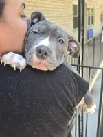 Mileena- ABKC, a female American Bully for sale in Durham, NC – 2 of 9