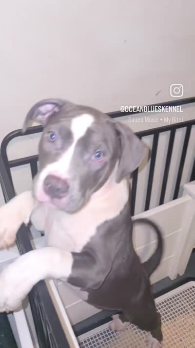 Cassie Cage-ABKC, a female American Bully for sale in Durham, NC – 6 of 7