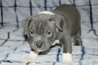 Shao Khan- ABKC, a male American Bully for sale in Durham, NC – Photo 2 of 10