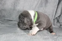 Shao Khan, a male American Bully for sale in Durham, NC – Photo 7 of 9