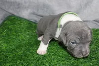 Shao Khan, a male American Bully for sale in Durham, NC – Photo 6 of 9
