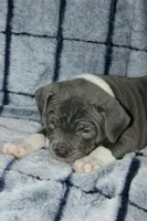 Shao Khan- ABKC, a male American Bully for sale in Durham, NC – Photo 6 of 10