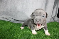 Shao Khan, a male American Bully for sale in Durham, NC – Photo 2 of 9
