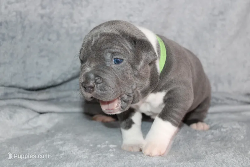 Shao Khan – American Bully puppy for sale in Durham, NC