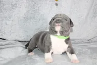 Shao Khan, a male American Bully for sale in Durham, NC – Photo 8 of 9