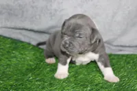 Shao Khan, a male American Bully for sale in Durham, NC – Photo 4 of 9