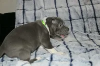 Shao Khan- ABKC, a male American Bully for sale in Durham, NC – Photo 4 of 10