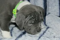 Shao Khan- ABKC, a male American Bully for sale in Durham, NC – Photo 8 of 10