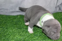 Shao Khan, a male American Bully for sale in Durham, NC – Photo 5 of 9