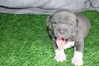 Shao Khan, a male American Bully for sale in Durham, NC – Photo 3 of 9