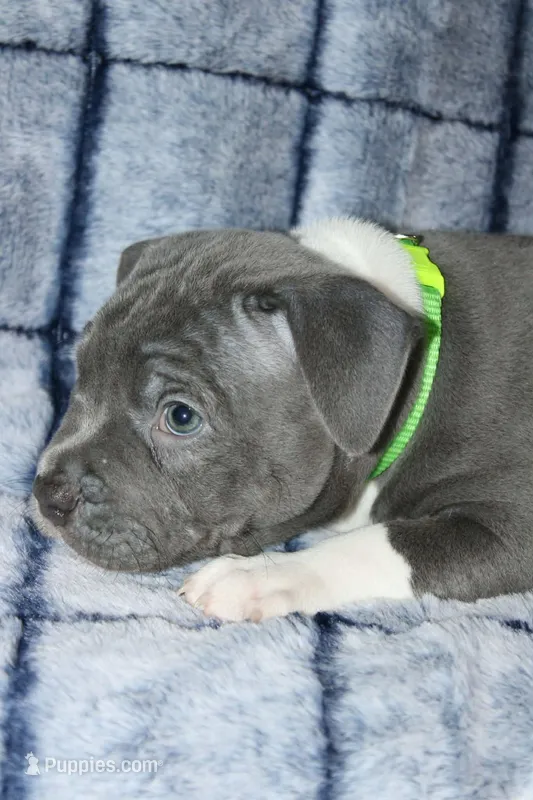 Shao Khan – American Bully puppy for sale in Durham, NC