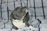 Shao Khan- ABKC, a male American Bully for sale in Durham, NC – Photo 3 of 10