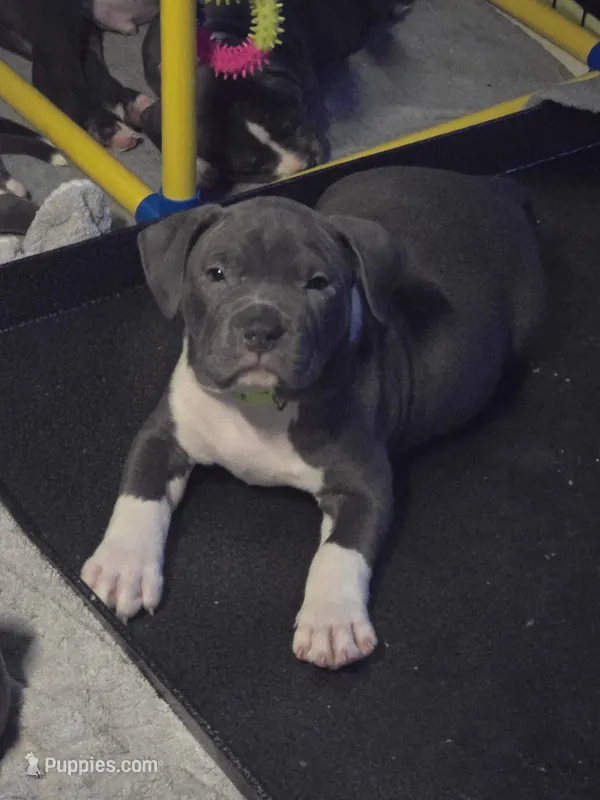 Shao Khan- ABKC – American Bully puppy for sale in Durham, NC