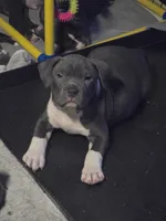Shao Khan- ABKC, a male American Bully for sale in Durham, NC – 1 of 10