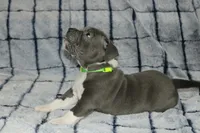 Shao Khan- ABKC, a male American Bully for sale in Durham, NC – Photo 5 of 10