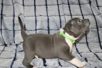 Shao Khan- ABKC, a male American Bully for sale in Durham, NC – Photo 9 of 10