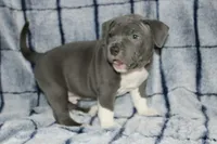 Shao Khan- ABKC, a male American Bully for sale in Durham, NC – Photo 7 of 10