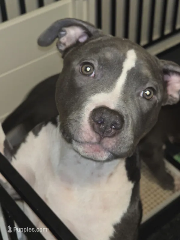 Li Mei- ABKC – American Bully puppy for sale in Durham, NC