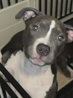 Li Mei- ABKC, a female American Bully for sale in Durham, NC – 1 of 8