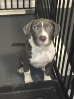 Kitana- ABKC, a female American Bully for sale in Durham, NC – 2 of 6