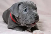 Skarlet- ABKC, a female American Bully for sale in Durham, NC – Photo 8 of 10