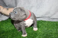 Skarlet, a female American Bully for sale in Durham, NC – Photo 4 of 7