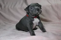 Skarlet- ABKC, a female American Bully for sale in Durham, NC – Photo 5 of 10