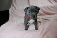 Skarlet- ABKC, a female American Bully for sale in Durham, NC – Photo 3 of 10